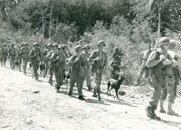 Dobermans and their handlers